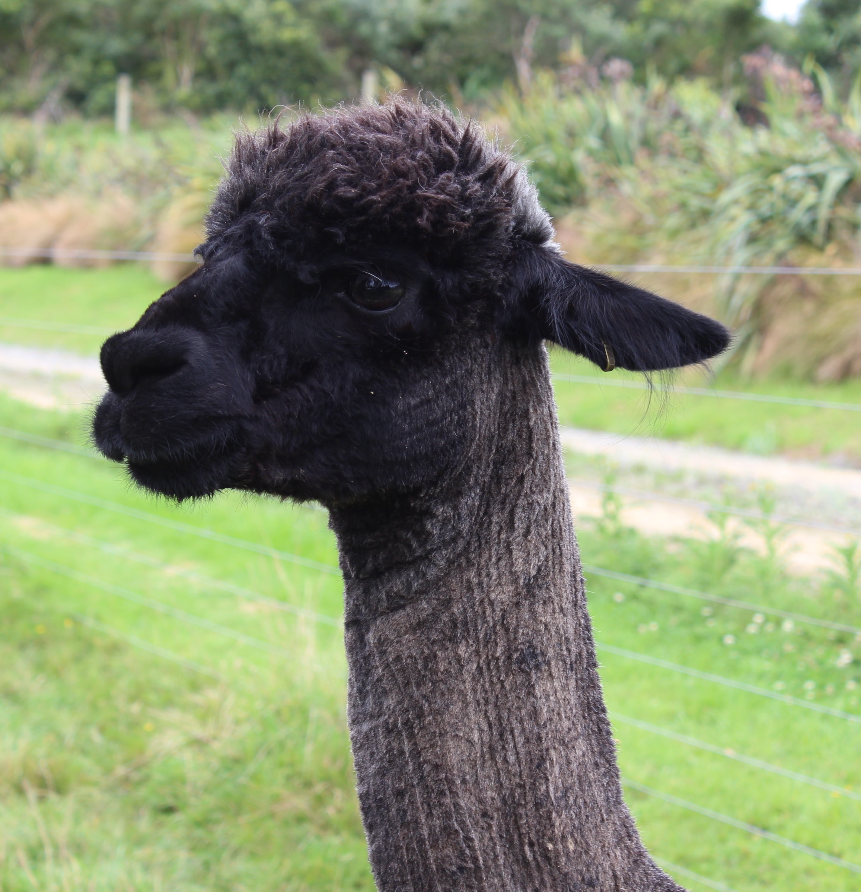 picture of alpaca 'Lord Shachor'